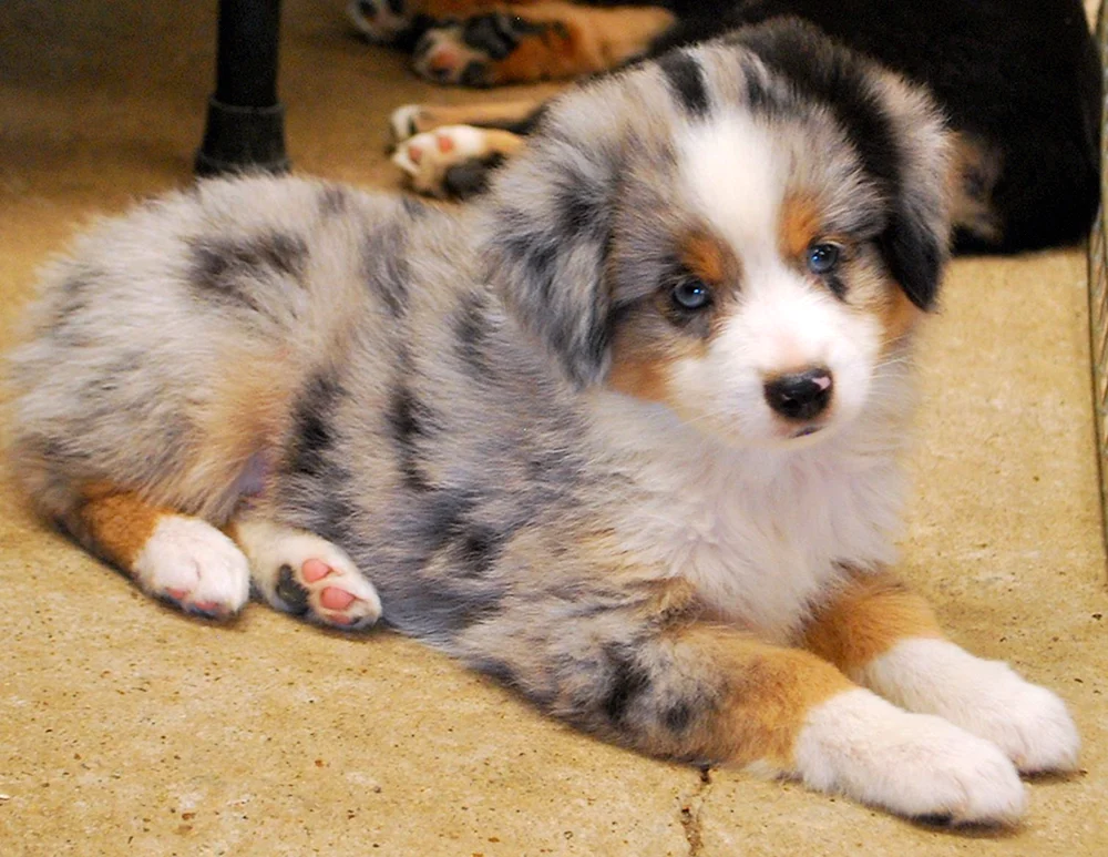 Aussie miniature American shepherd aussie