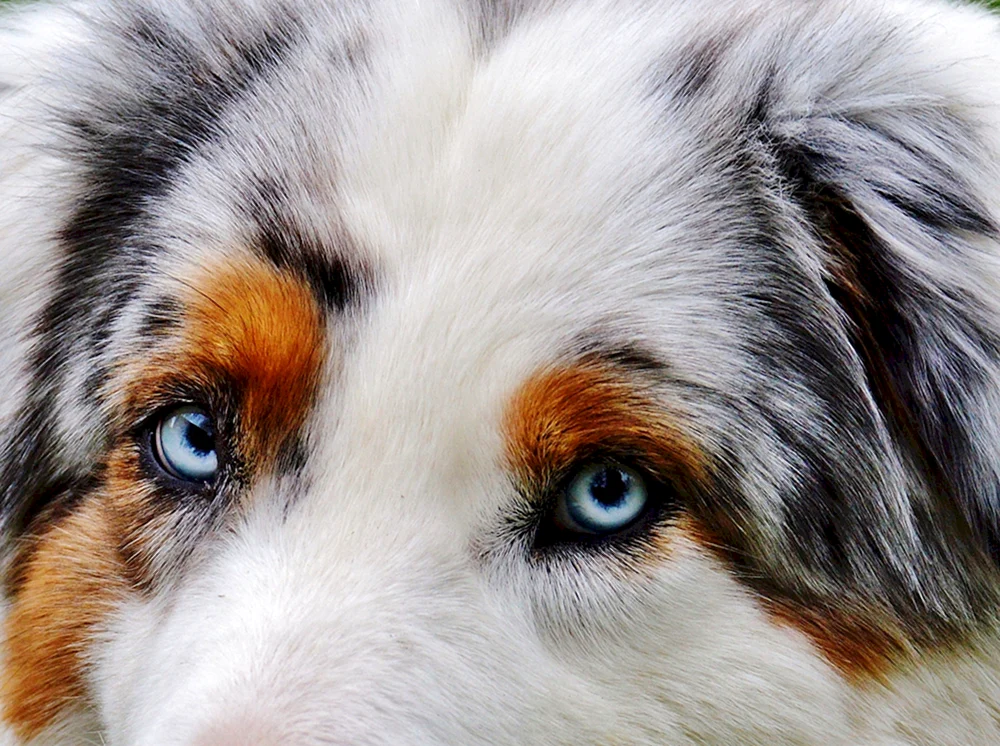 Australian Shepherd Heterochromie