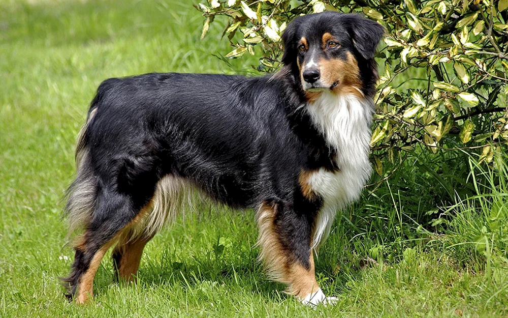 Australischer Hirtenhund