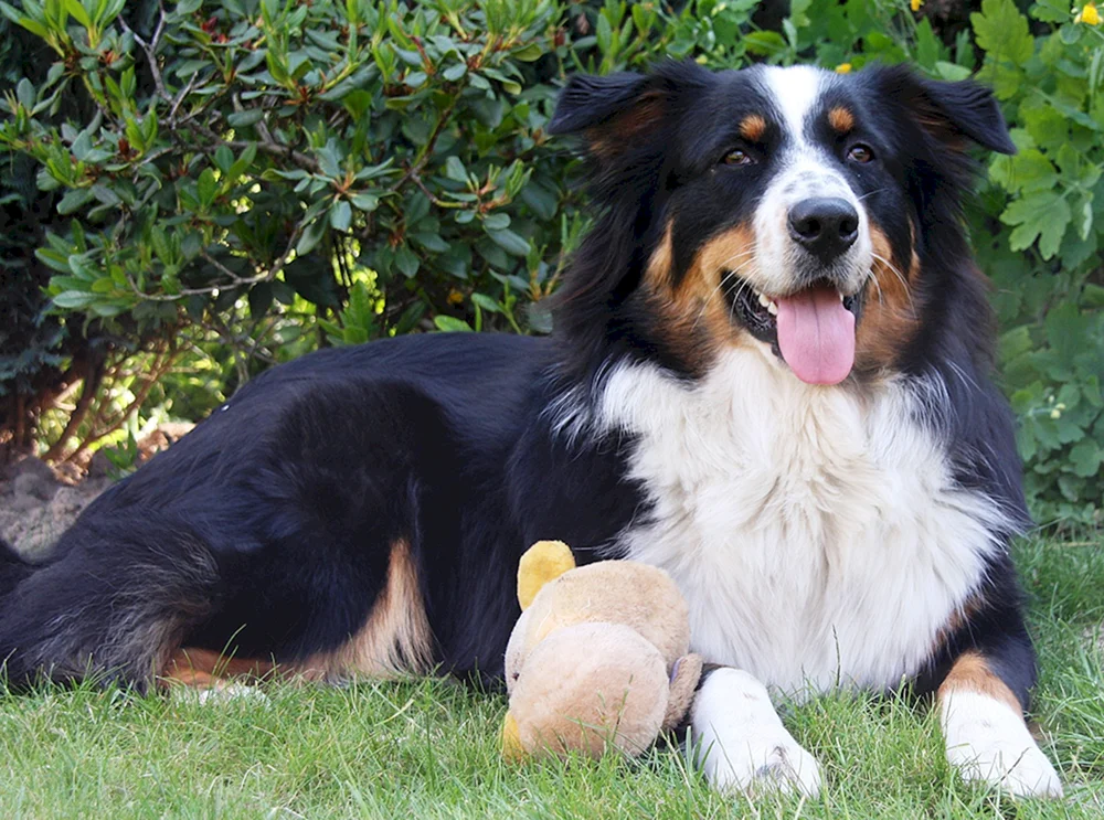 Australischer Schäferhund Schäferhund