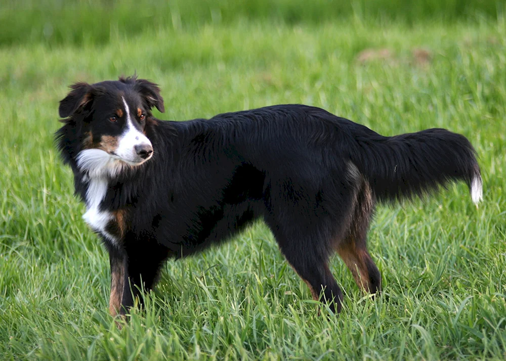 Australischer Schäferhund Border Collie