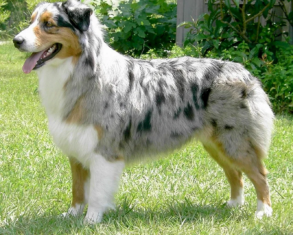 Australischer Schäferhund