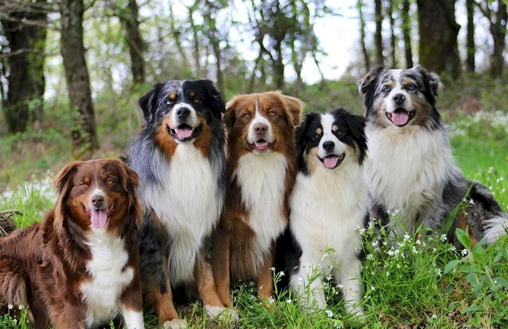 Border Collie Schäferhund