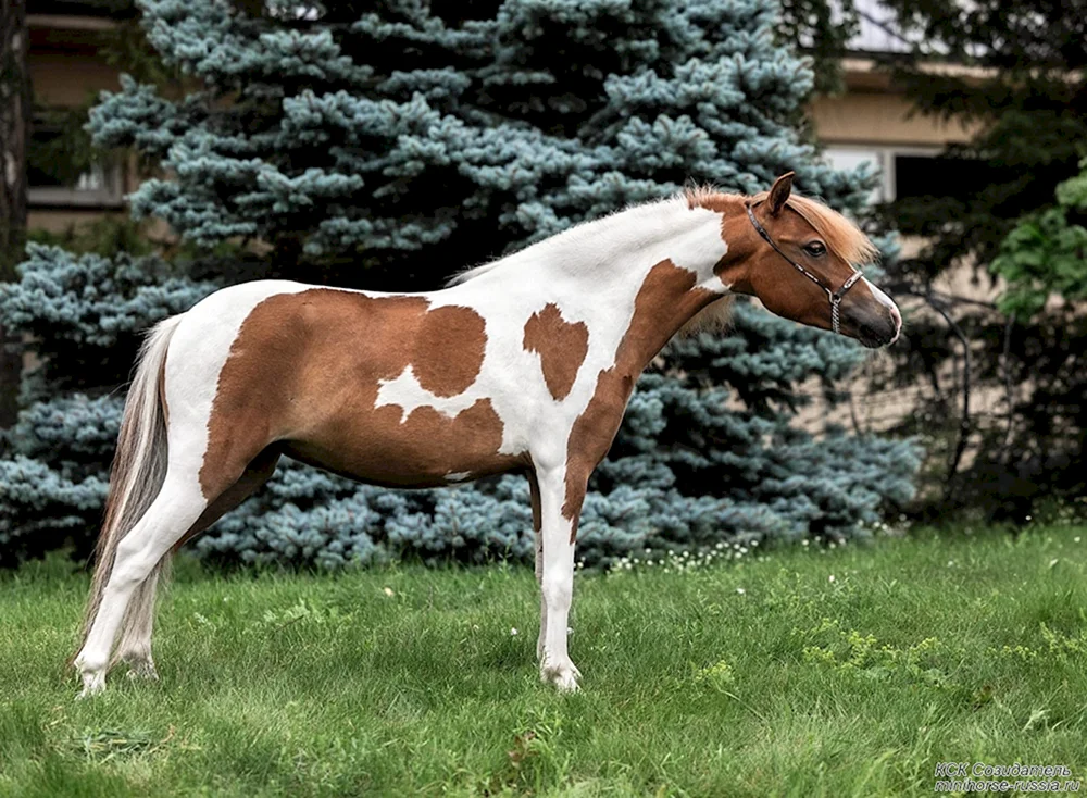 Australisches Shire-Pferd