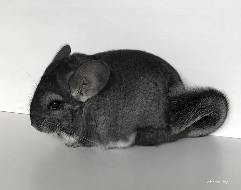Australisches Chinchilla