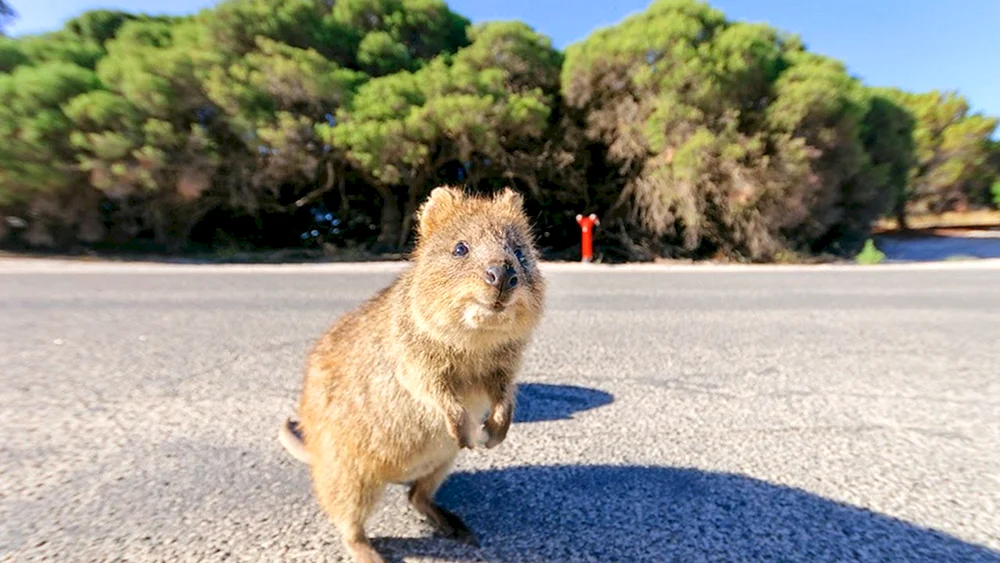 Zwergkänguruh Quokka