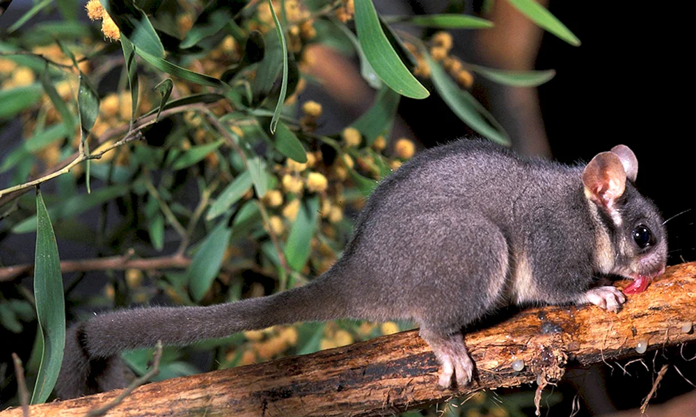 Australisches Ringschwanzkänguru Opossum