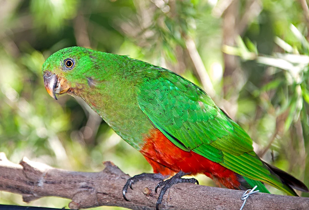 Australischer Lorikeet