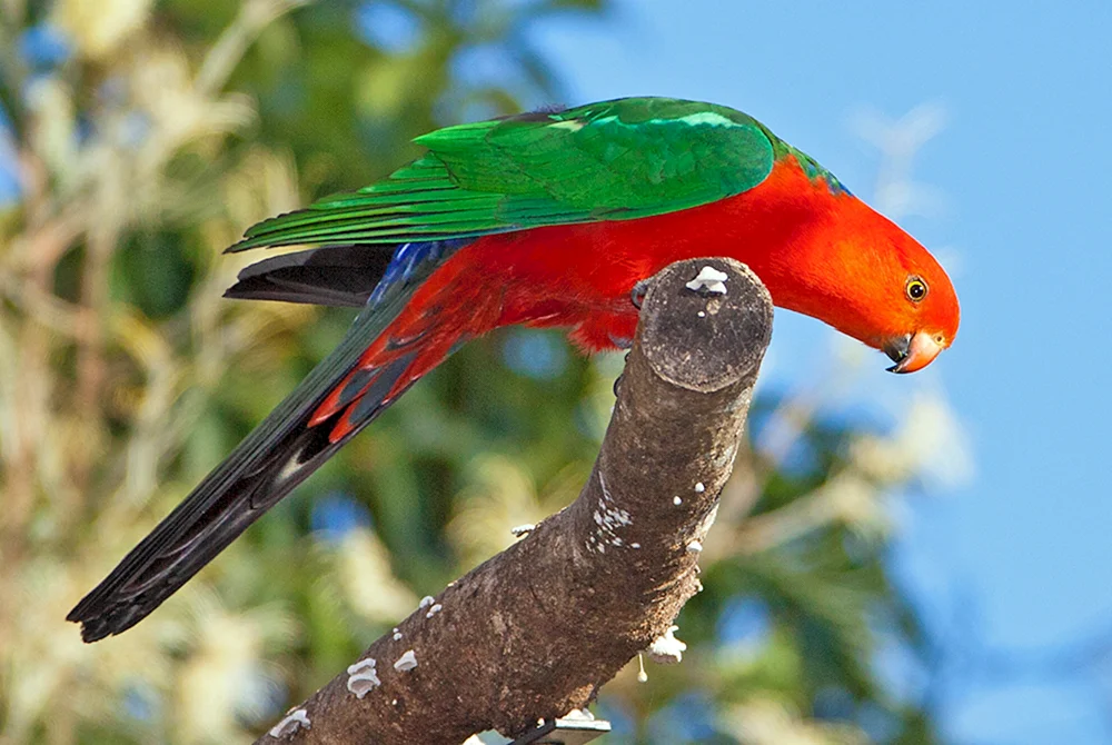 Australischer Königspapagei
