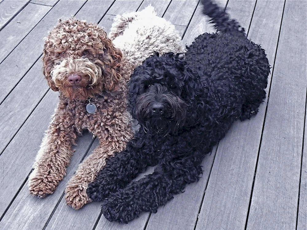 Australischer Labradoodle