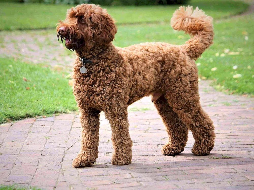 Australischer Labradoodle