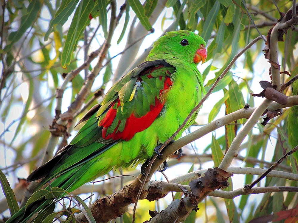 Australischer Lorikeet
