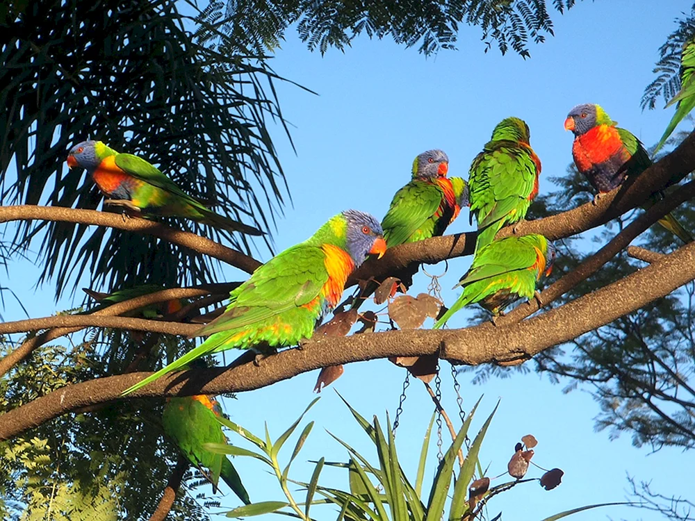Australischer Lorikeet