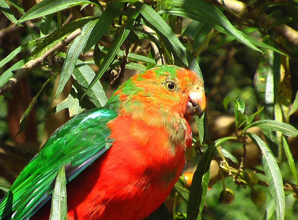 Australischer Königspapagei