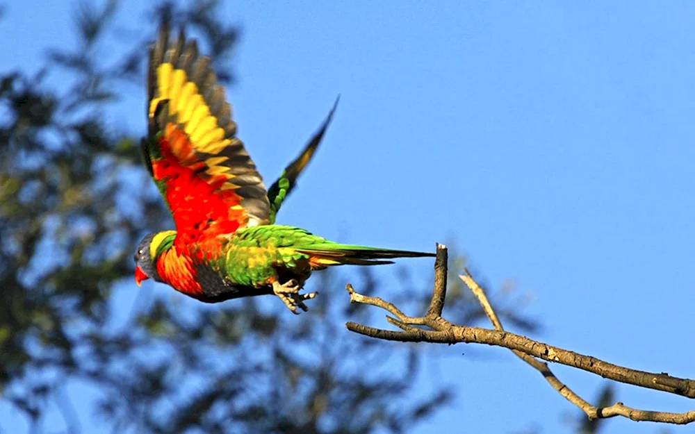 Australischer Lorikeet
