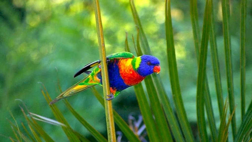 Australischer Papagei.
