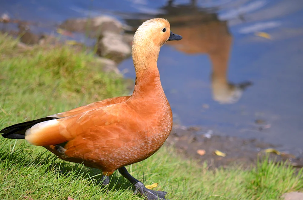 Australische Ogar