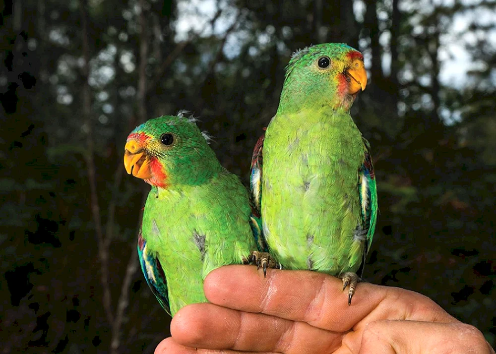 Australischer Königspapagei