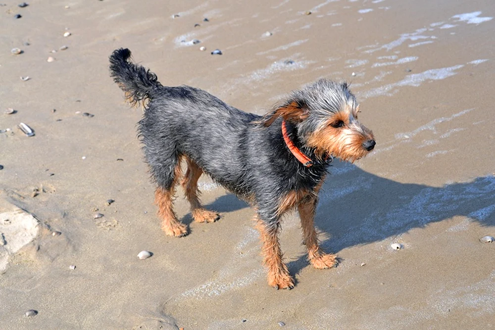 Yorkshire Terrier métis