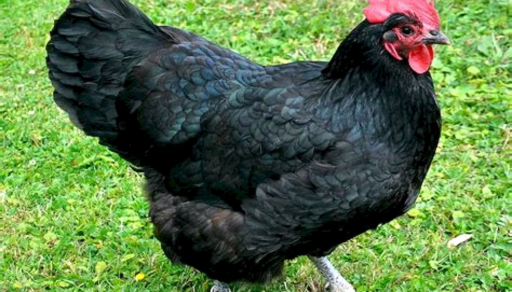 Uheyilui Maran