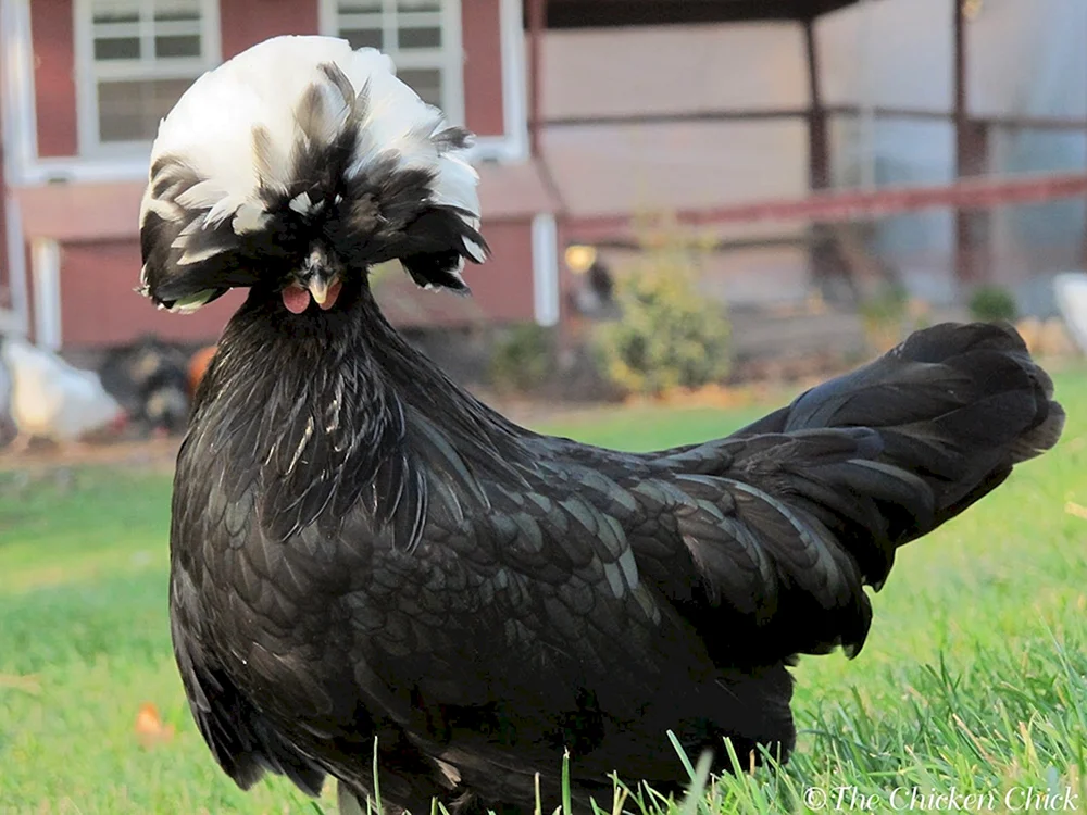 Ayam Cemani