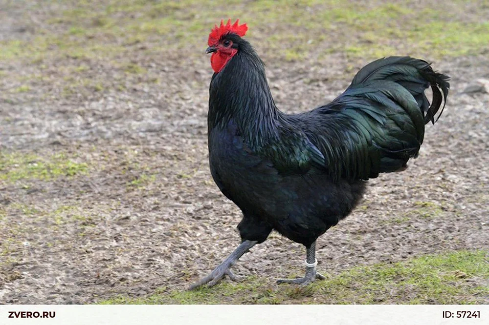 Australorp schwarz