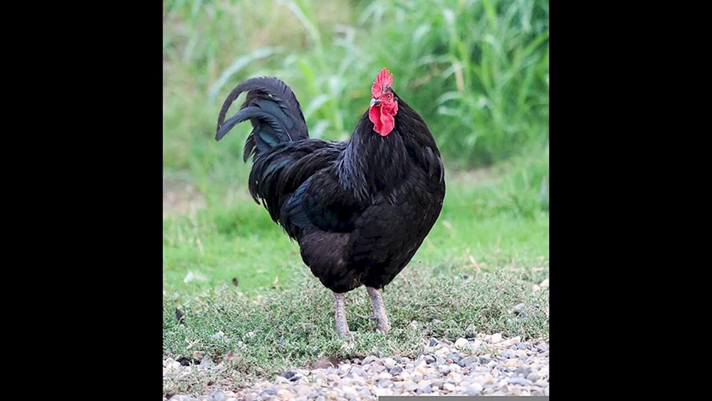 Ayam Cemani