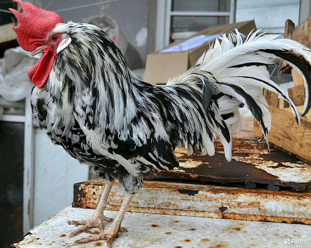 Australorp bunt