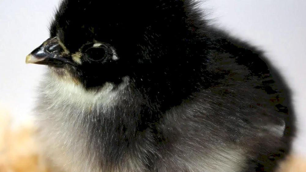 Australorp gesprenkelt