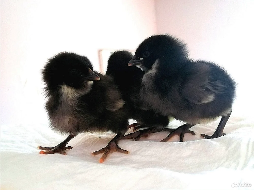 Australorp gesprenkelte Küken
