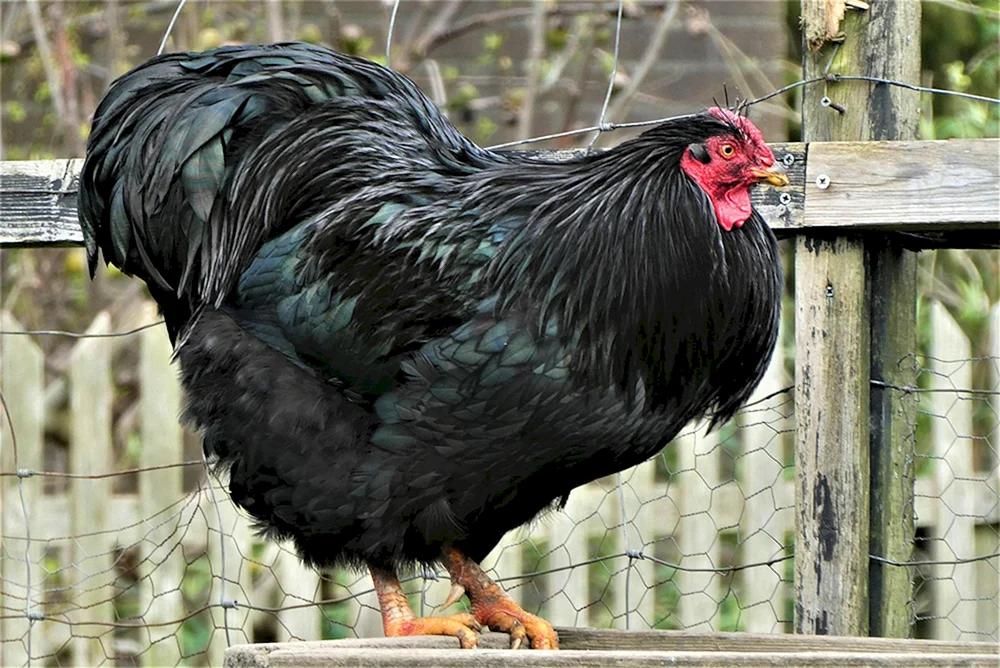 Australorp Rasse