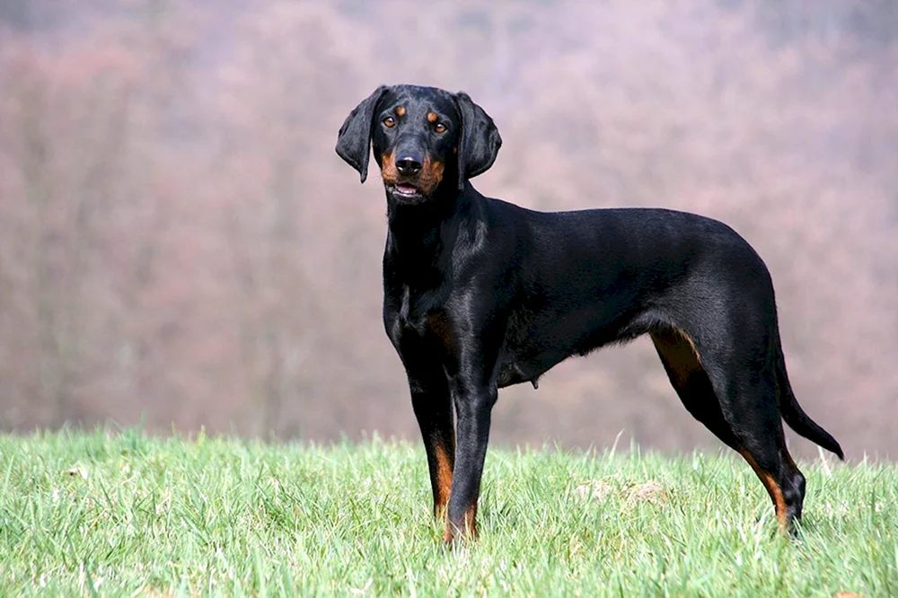 Glatthaar-Retriever