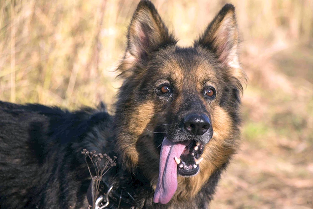 Österreichische Schäferhündin Schäferhund