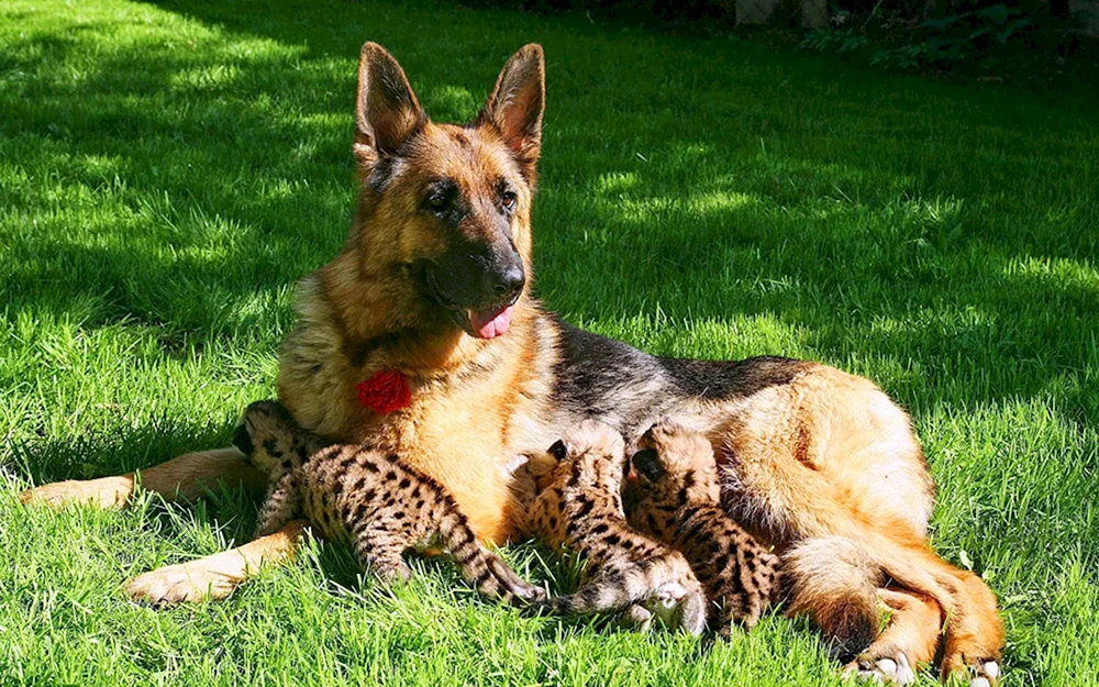 Schäferhund-Mischlinge