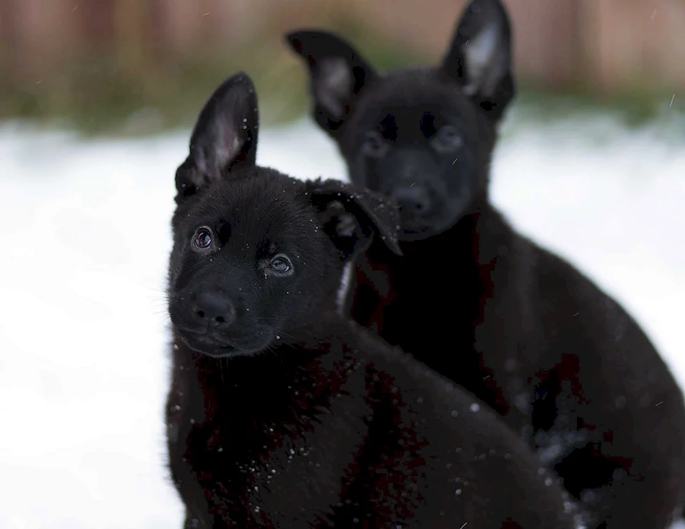 Belgischer Schäferhund schwarz schwarz glatt-haarig