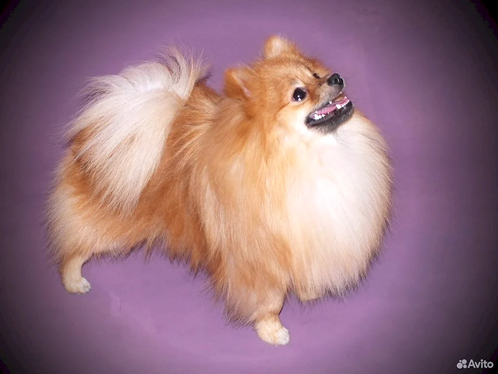 Pommerscher Fuchs-Spitz