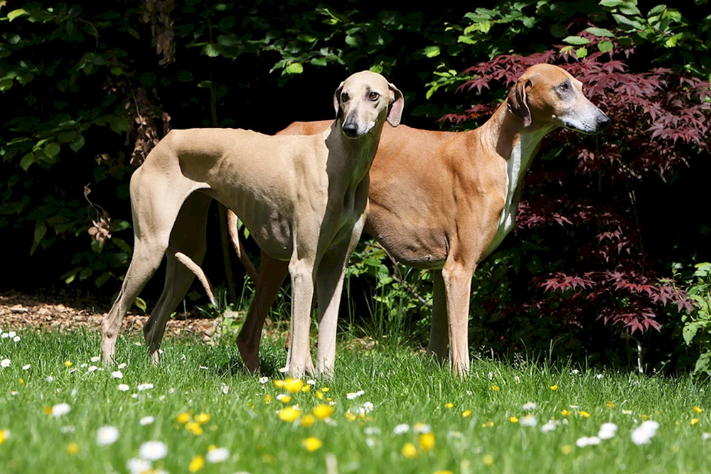 Ivisischer Windhund Podenko ibicenco