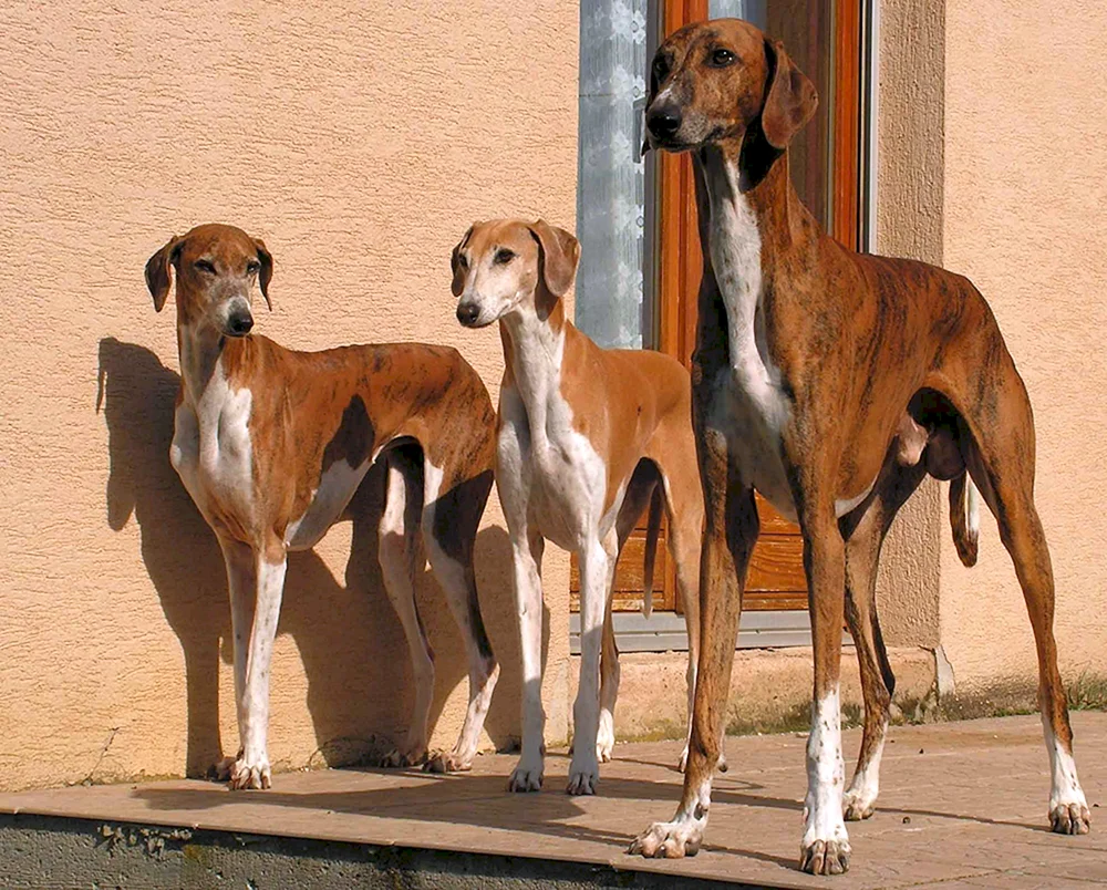Azawak Afrikanischer Windhund