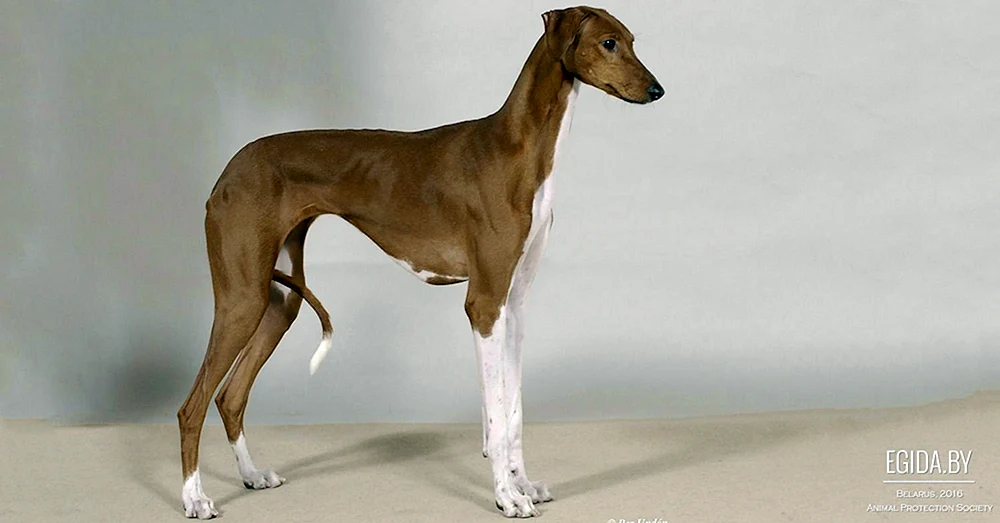 Saluki Hund