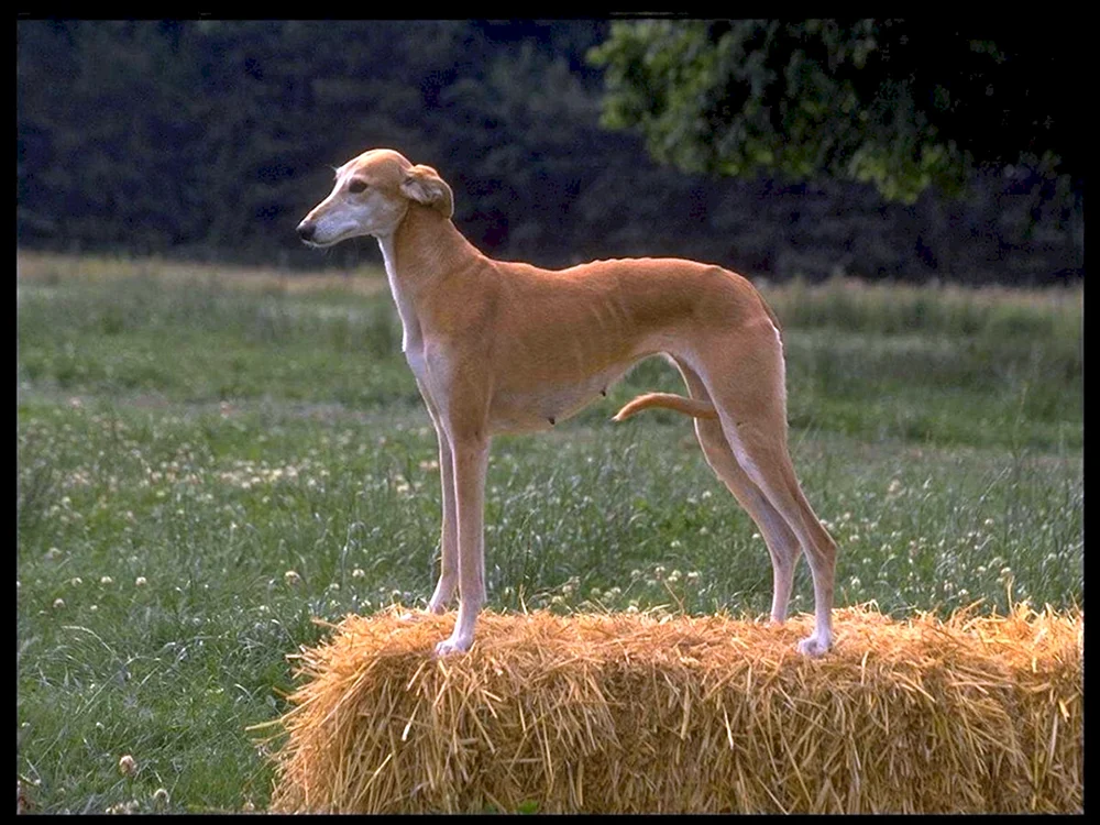 Azawak Windhund