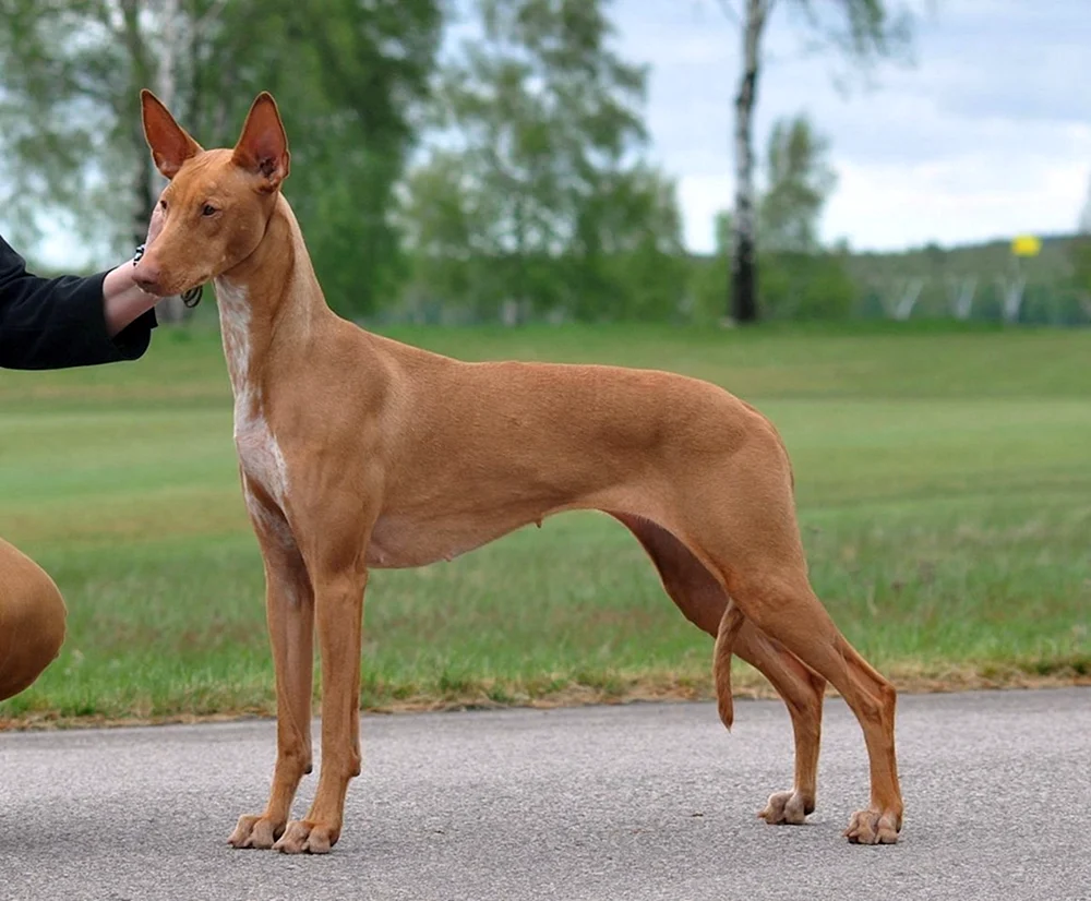 Azawak Afrikanischer Windhund