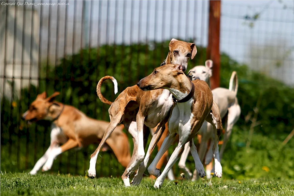 Azawak Afrikanischer Windhund