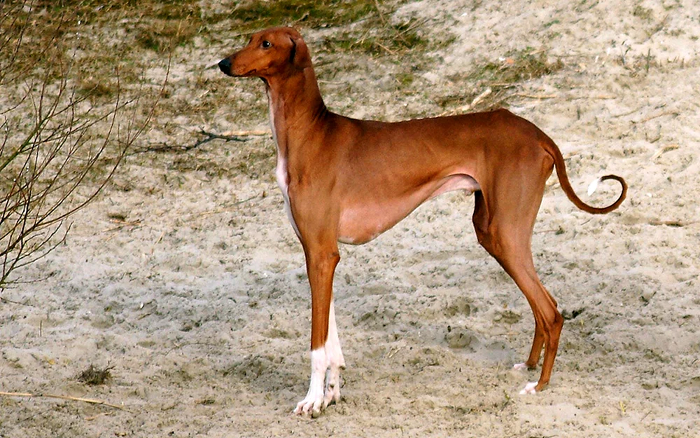 Salukihund