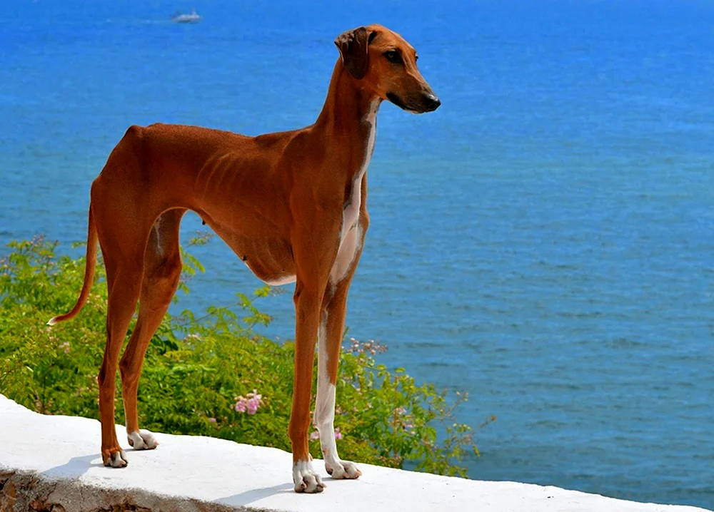 Saluki-Hund