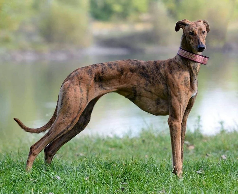 Australischer Känguru Windhund