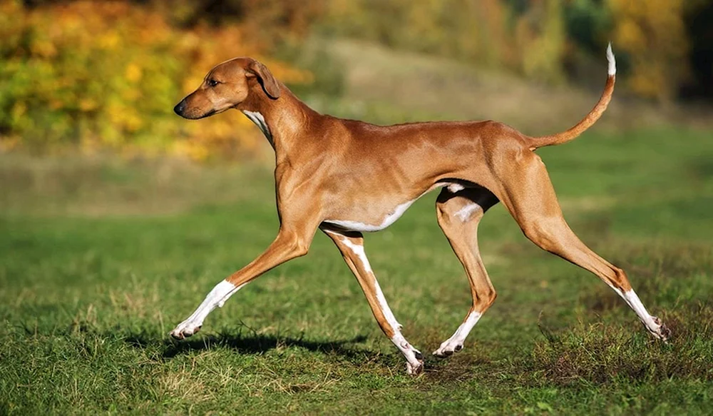 Rasse Greyhound
