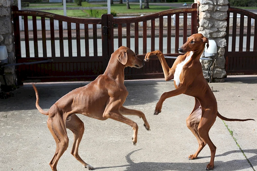 Borzoa Windhund