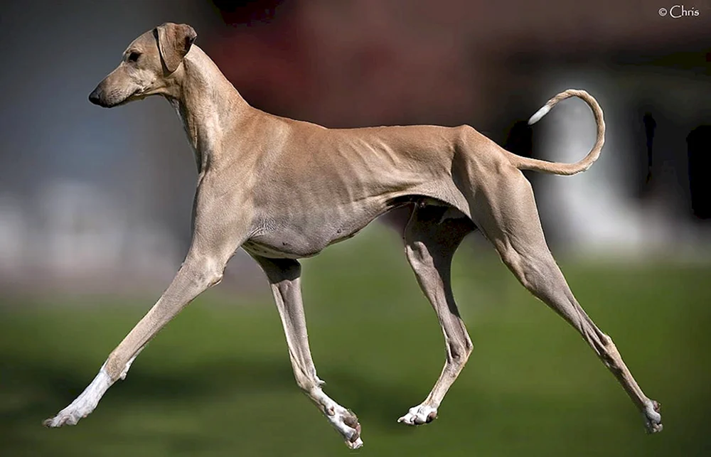 Borzoa Azavak