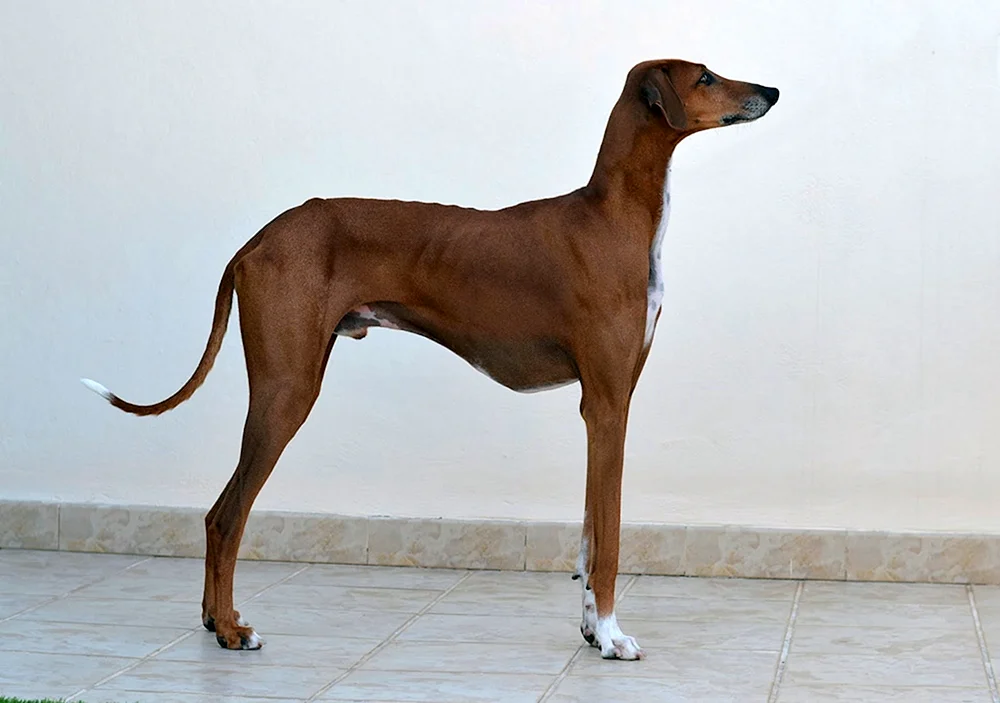 Borzoa Azavak