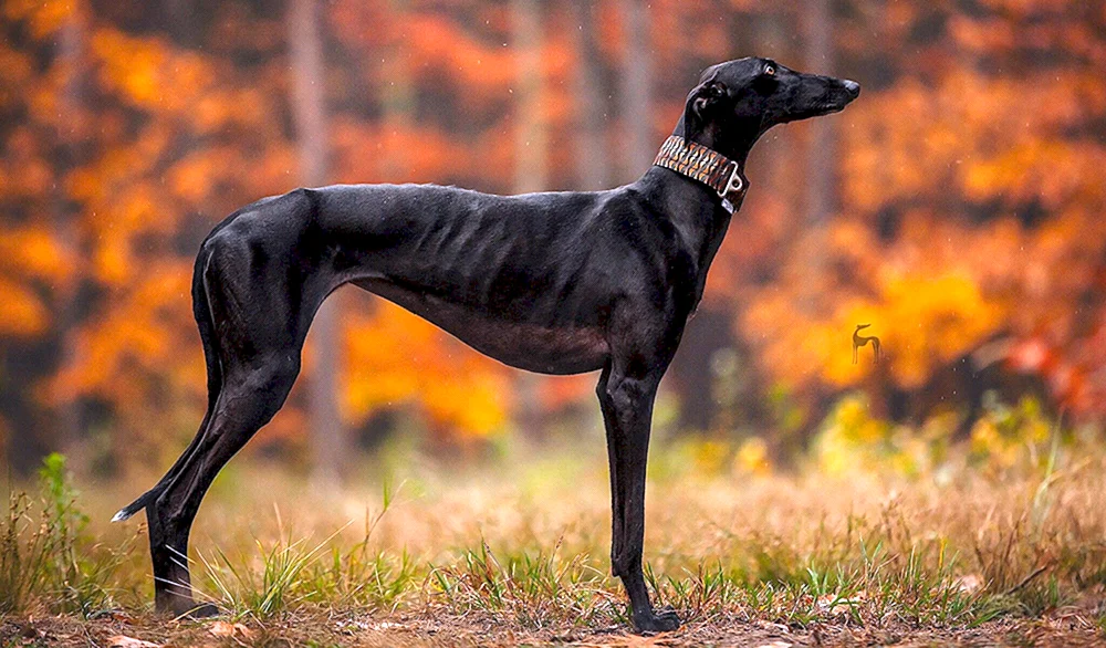Persischer Windhund saluki